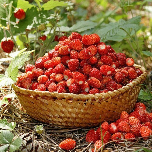 Fragola bosco regina delle - regina,