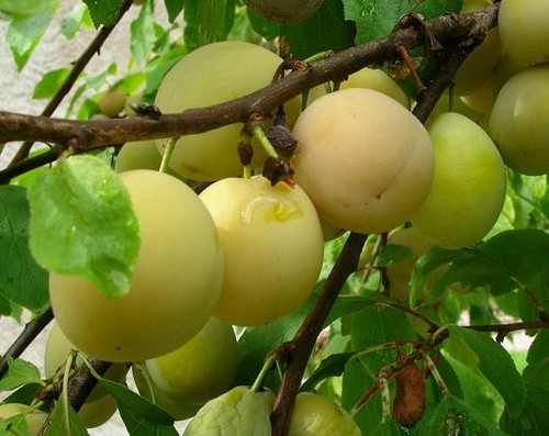 Pianta susino regina - pianta, di